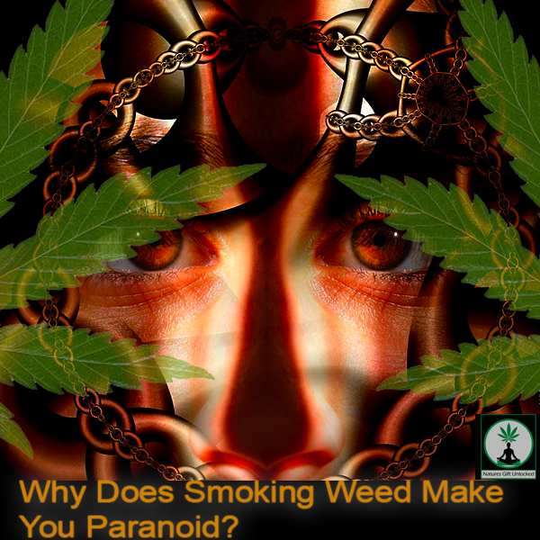 why does smoking weed make me paranoid, natures gift unlocked